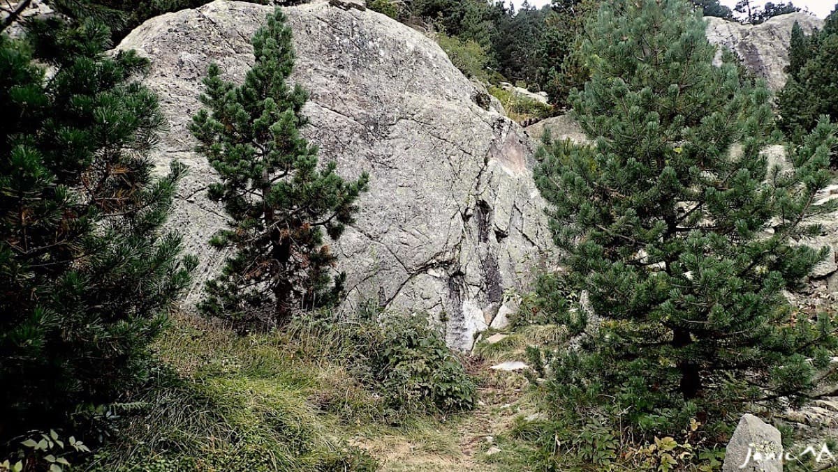 The starting point at the base of the ridge: a slab between pines at the end of a faint path (September 2022).