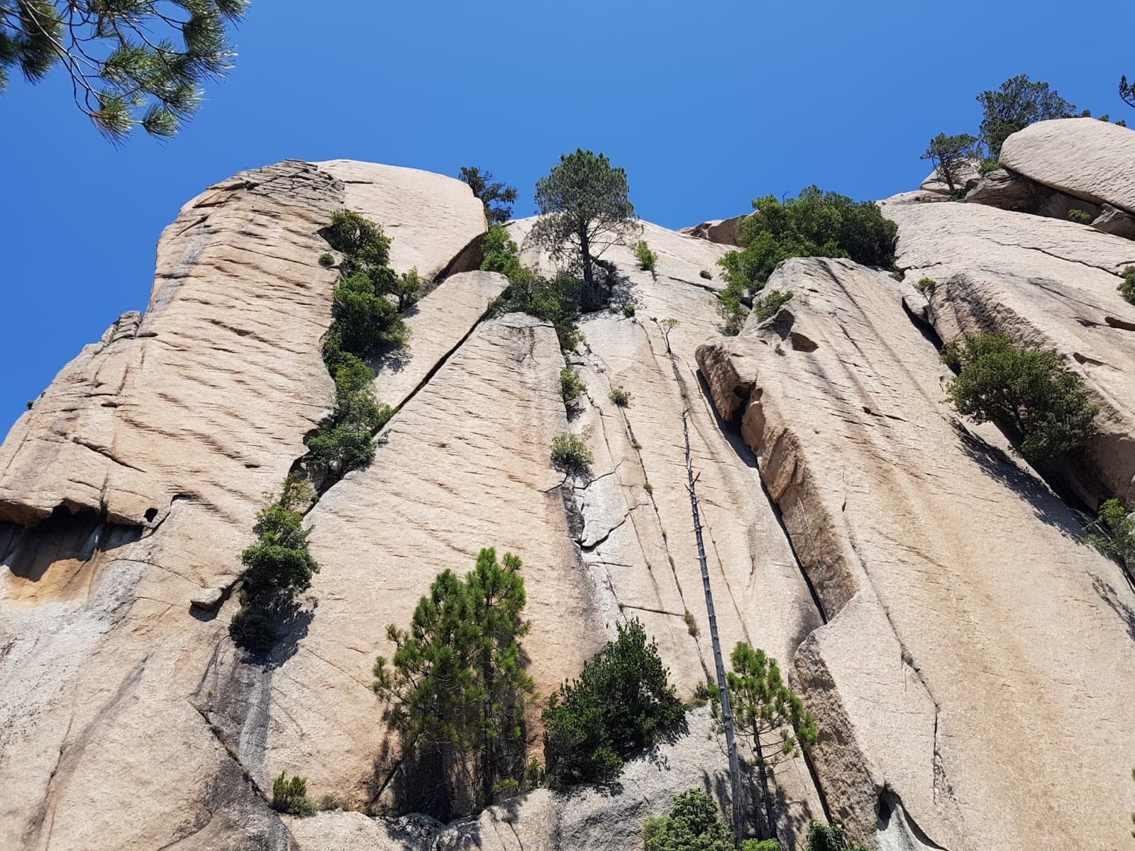 Fluted granite slabs and pines on Teghie Lisce, looking up from the wall.
