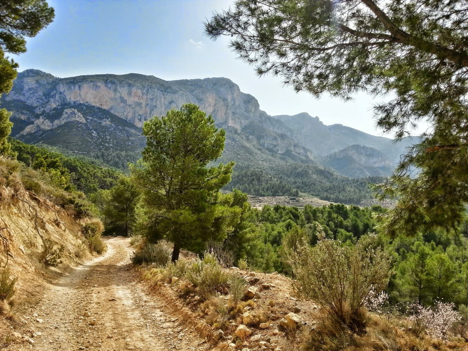 The long west-facing escarpment of the Cabeçó d'Or from the track through the pines.
