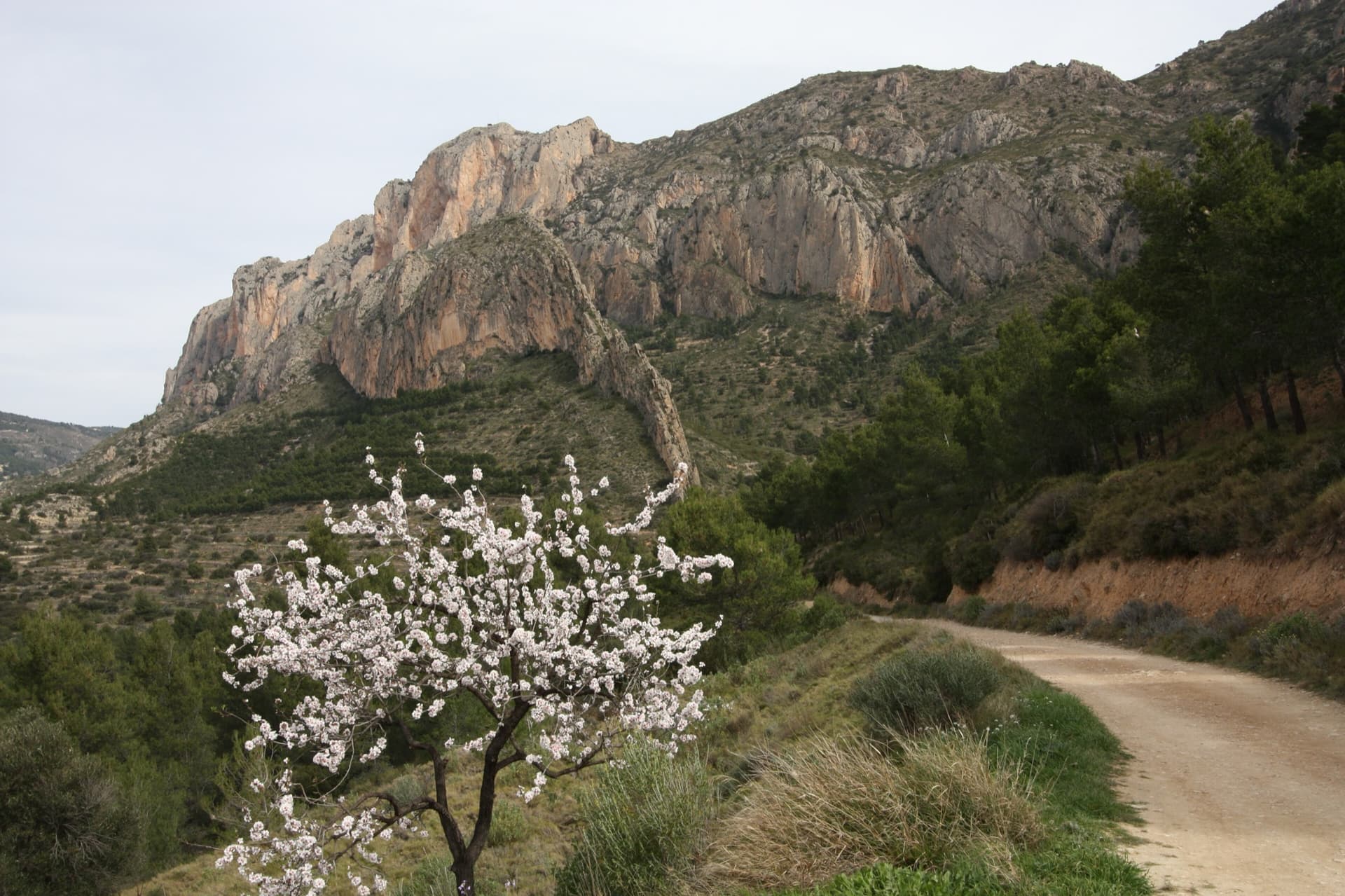 The orange and grey limestone walls of the Cabeçó d'Or above the approach track from Busot, with an almond tree in blossom. Chica Sputnik is on this side of the mountain; the exact line is not marked.