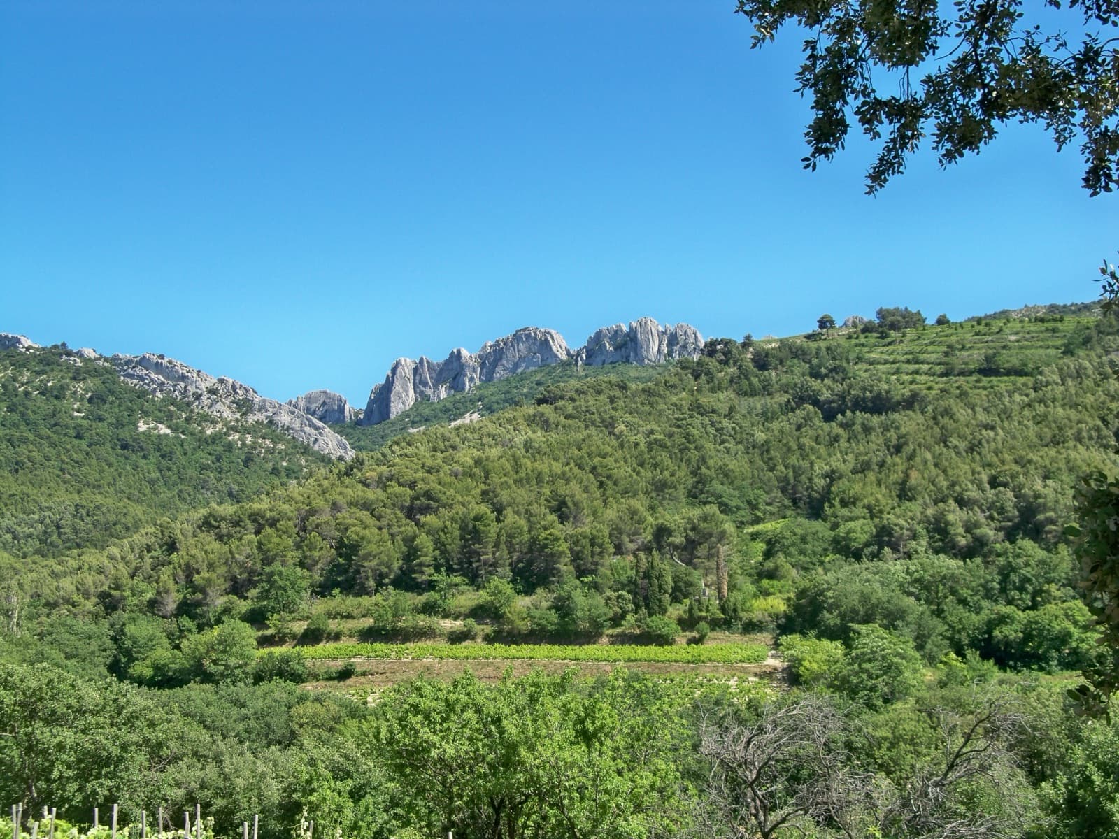 The limestone crest of the Dentelles Sarrasines, the Gigondas chain of the Dentelles de Montmirail, above terraced vineyards, seen from the chapel of Saint-Cosme at Gigondas.