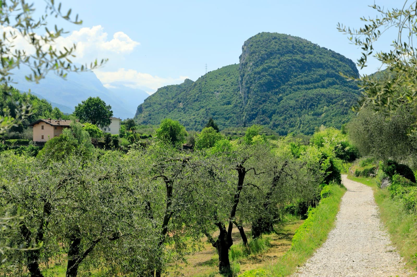 Monte Colt (Croce Colt) seen across olive groves from the west bank of the Sarca north of Arco; a band of steep limestone shows on its east-facing flank, the side the Parete San Paolo routes are on.